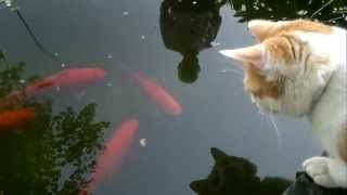 Katze und Goldfische [upl. by Ellata]