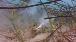 Horse Clam Reproductive Behavior [upl. by Edgar758]