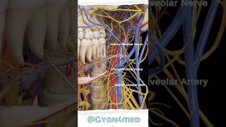 Alveolar Artery Nerve Vein [upl. by Shifra]