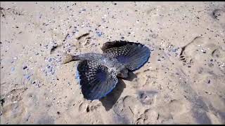 SURFCASTING en Playa de Calblanque [upl. by Esiuole]