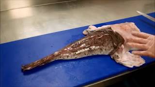 How to prepare Monkfish [upl. by Adnuhser]