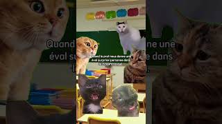 Inspiré de fait réel humour chat ecole college devoir devoirs memesclasseedit reel triste [upl. by Neddra]