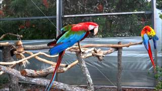 Macaw Parrot Sound [upl. by Iniffit]