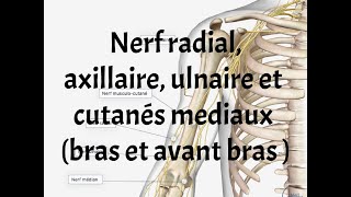 NERFS RADIAL  ULNAIRE  AXILLAIRE ET CUTANES MEDIAUX [upl. by Damha878]