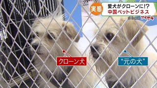 “死んだ愛犬の細胞”から作られた、そっくりな犬…「クローンペット」が中国で増加。優秀な犬のクローン犬は「500万円以上」にも～カンテレ「報道ランナー」（2020９17OA） [upl. by Shalna]