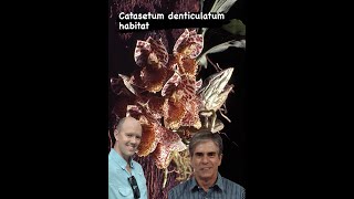 Catasetum denticulatum Origin Story  With Francisco Miranda [upl. by Kentiggerma444]