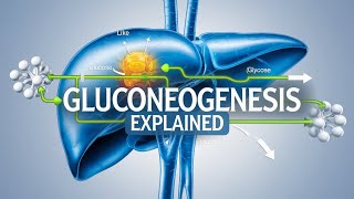 Gluconeogenesis  The Body’s Process of Producing Glucose explained in Telugu [upl. by Henarat]