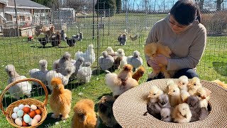 Deworming Chickens to Enhance Health amp Productivity Hatching Fulfill Chick amp Egg Orders Seeding [upl. by Malaspina]