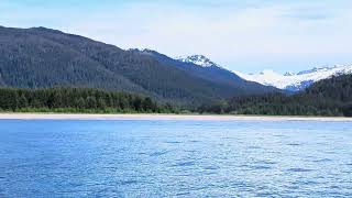 2024 Cruise  Day 4 Juneau Alaska  Orca Whales [upl. by Llertnod566]