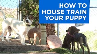 How to Potty Train Your Puppy [upl. by Dorlisa]