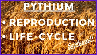 Fungus Pythium debaryanum Life Cycle  Damping off Disease  Reproduction  Botany  Mycology [upl. by Gainer]