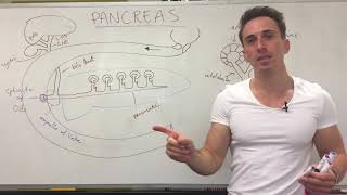 Pancreas Structure and Function  Digestive System [upl. by Tartan]