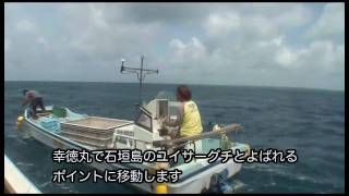 第15回 石垣島オニヒトデ駆除 Removing Crown of Thorns starfish [upl. by Christopher]