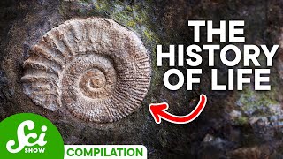 A Timeline of Life on Earth 4 Billion Years of History [upl. by Lac]