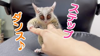 ステップダンスをする猿  Dancing Pizzatoru the Bushbaby  ショウガラゴのピザトル [upl. by Vanny]