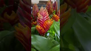 Tropical Bromeliad  Vriesea Christiane  Shorts  Cool Places [upl. by Elleiand]