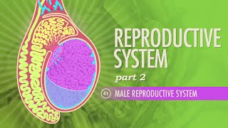 Reproductive System Part 2  Male Reproductive System Crash Course Anatomy amp Physiology 41 [upl. by Ossie]