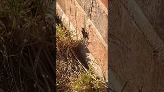 Common Field Grasshoppers Mating On Wall grasshoppers insects nature [upl. by Gayl365]