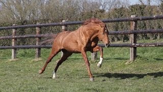 Full of Gold étalon au Haras de Corlay en 2015 [upl. by Chaing]