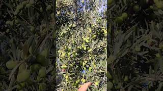 Olivos cargaditos de aceitunas en Campillos se avecina una buena cosecha [upl. by Yahsan]