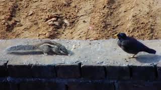 Morning of a Squirrel 🐿️ 2  Squirrel sound rahulshah [upl. by Vod]