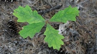 Tree Seedlings [upl. by Ebehp]