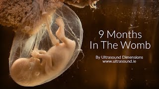 40 Weeks In The Womb by Ultrasound Dimensions [upl. by Lupien]