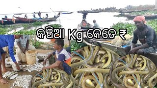 Chilika fishing Indian s largest fishing Vlog sorana JT MrChilikaVlogs [upl. by Suoicserp]