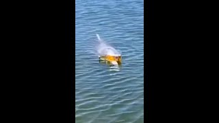 Incredible moment dolphin balances beer on its beak [upl. by Lipps983]