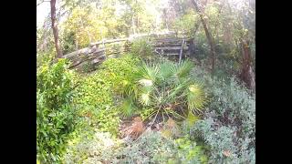 Chamaerops humilis palm after worst freeze on record Update [upl. by Yeldud209]