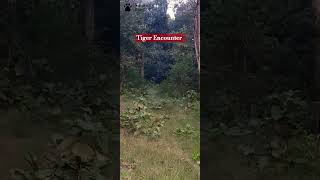 tiger encounter pench sillari junglesafari shortvideo shorts [upl. by Friday255]