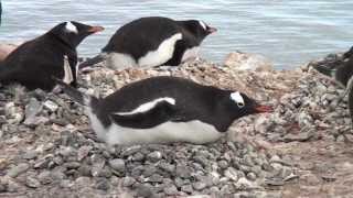 ANTARCTICA  Seabourn Quest Cruise [upl. by Ahsenar]