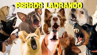 PERROS ladrando FUERTE para molestar a tu perro o Gato HD [upl. by Yznil]