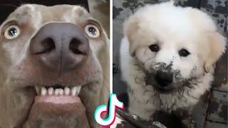 Ultimate Funny Dogs Compilation 🐕 Most Viral DOGS on the internet [upl. by Pietro]