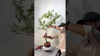 Create a small bonsai tree in just 5 minutes for beginners [upl. by Darrelle706]