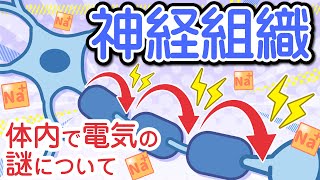 神経組織～ニューロン、活動電位、跳躍伝導～ [upl. by Nahsaj]