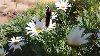 Anthémis plante et ses fleurs attirent les papillons [upl. by Connor]