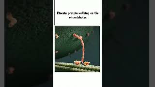 kinesin protein walking on the microtubules [upl. by Ennayrb]