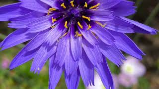 Catananche caerulea “Amor Blue” [upl. by Ainocal]