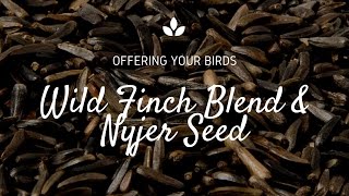 How to Attract Finches with Nyjer Seed [upl. by Ender658]