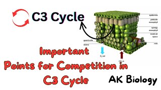 Important points for exam of C3 Cycle  Photosynthesis Quick review [upl. by Eninnaj]