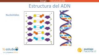 Estructura del ADN [upl. by Ecallaw]