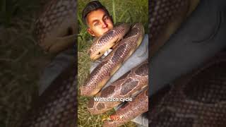 هل يمكنك النجاة من قبضة الأناكوندا المرعبة؟ 😱🐍 أناكوندا حقائقمرعبة معلومات [upl. by Jacquelynn]