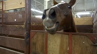 30 Minutes of HILARIOUS Horses  Best Compilation [upl. by Atrim]