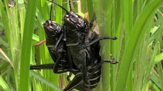 Eastern Lubber Grasshoppers mating Jean Lafitte Louisiana August 2021 [upl. by Hallett907]