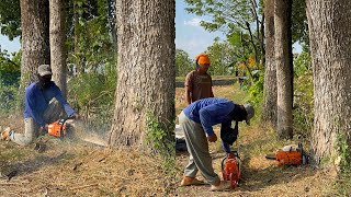 Cut 3 trees fast Stihl ms881 amp Husqvarna 395xp chainsaw [upl. by Briney555]