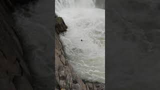 bhedaghat waterfall jabalpur unbelievable jump 🤨 [upl. by Tadd681]