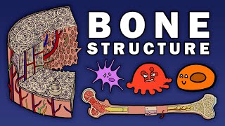 BONE STRUCTURE [upl. by Witha]