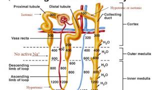 Renal System  Physiology  Part 3 Regulation of Urine Volume [upl. by Sherrie]