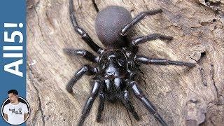 5 Of The Deadliest Spiders In The World [upl. by Nwahsed]